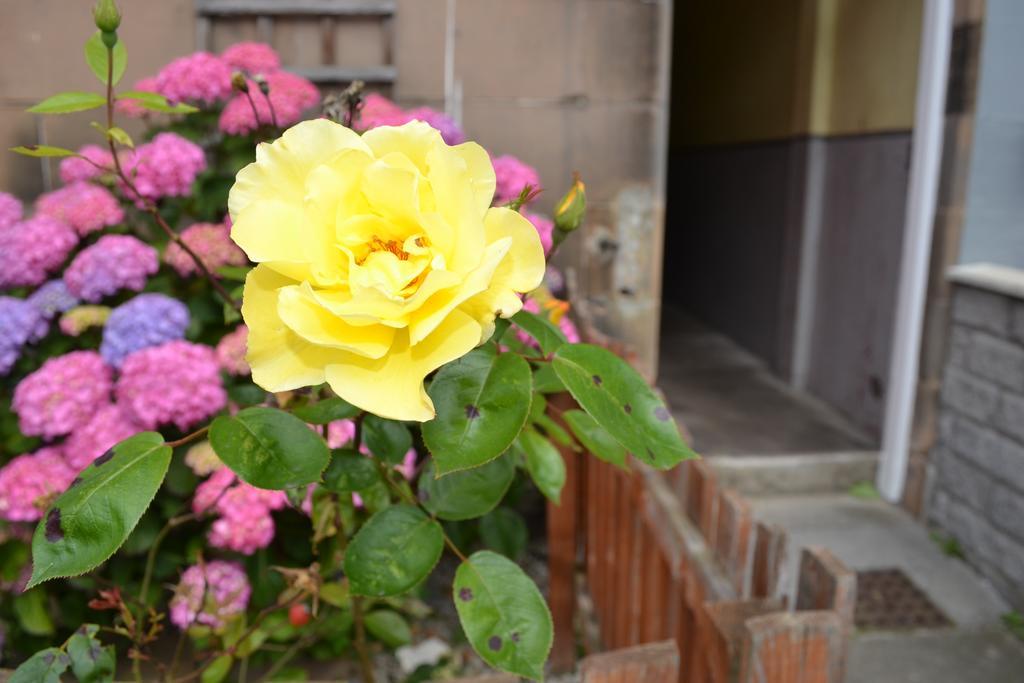 Pitt Street Apartment Beautiful Spacious Apartment Free Parking And Free Sanitizer Edinburgh Dış mekan fotoğraf